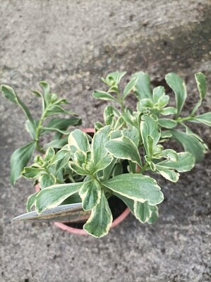 Sedum Variegatum ,colourful foliage,orange flowers. Winter hardy and lasts for years. Good in pots ,beds or rockeries