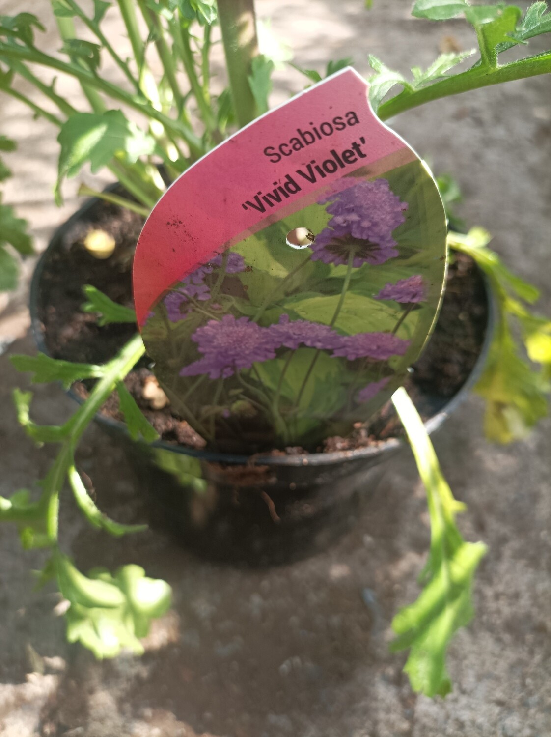 Scabiosa Vivid Violet - Pin Cushion flower