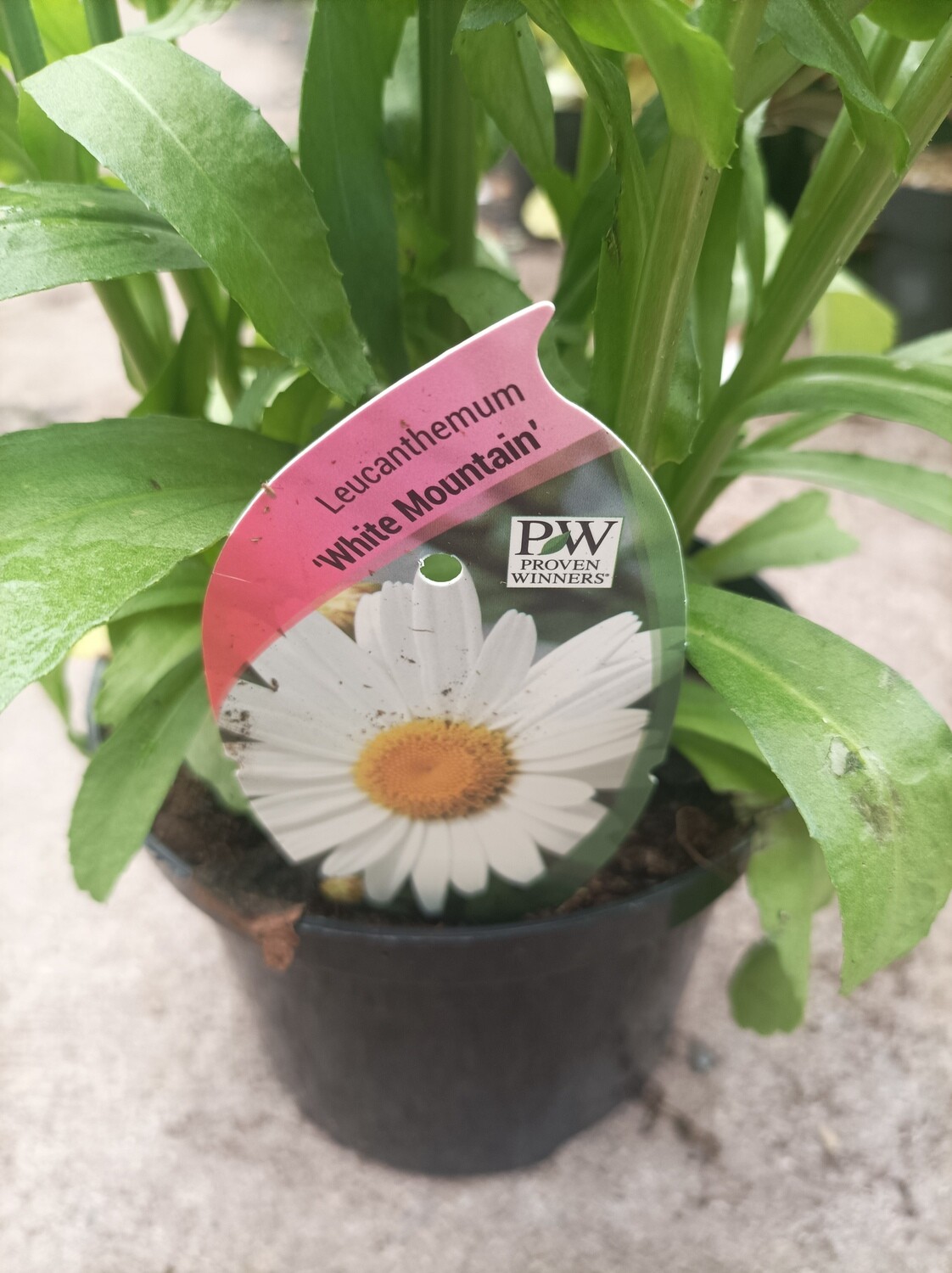 Leucanthemum/ Shasta Daisy &#39;Mount Hood&#39;