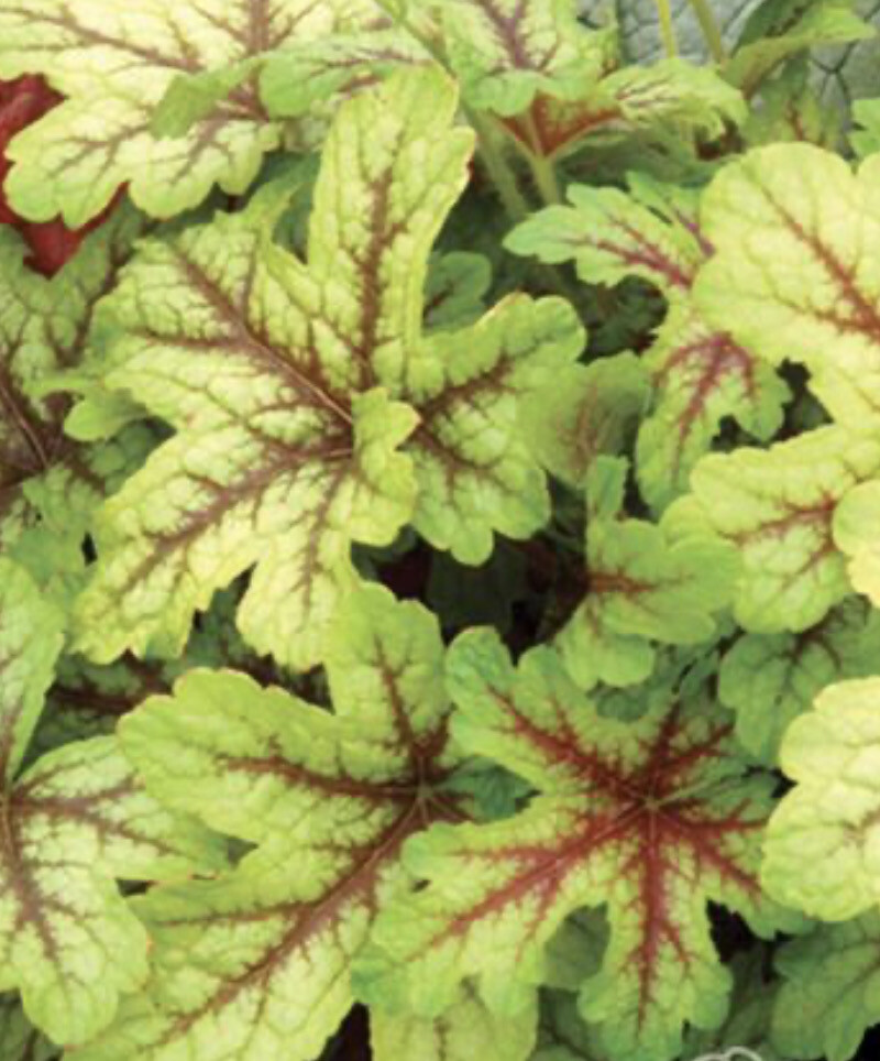 Heucherella Alabama Sunrise …Golden foliage with  deep red vein In Summer turning into a kaleidoscope of foliage colours in autumn and Winter Strong pot grown sturdy plants