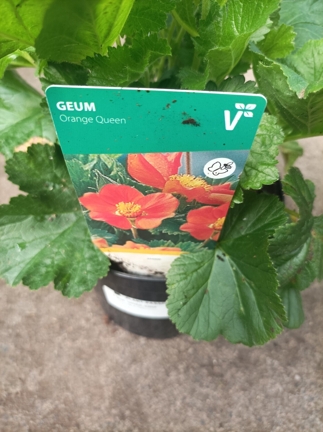Geum &#39;Orange Queen&#39;