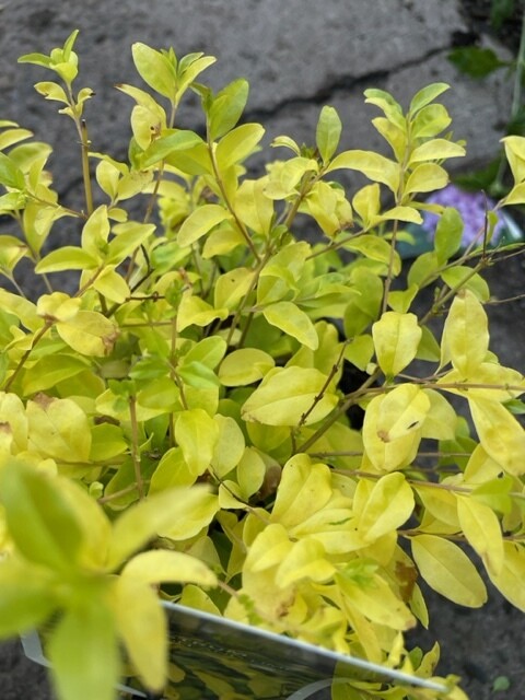 Ligustrum &#39;Lemon &amp; Lime&#39;