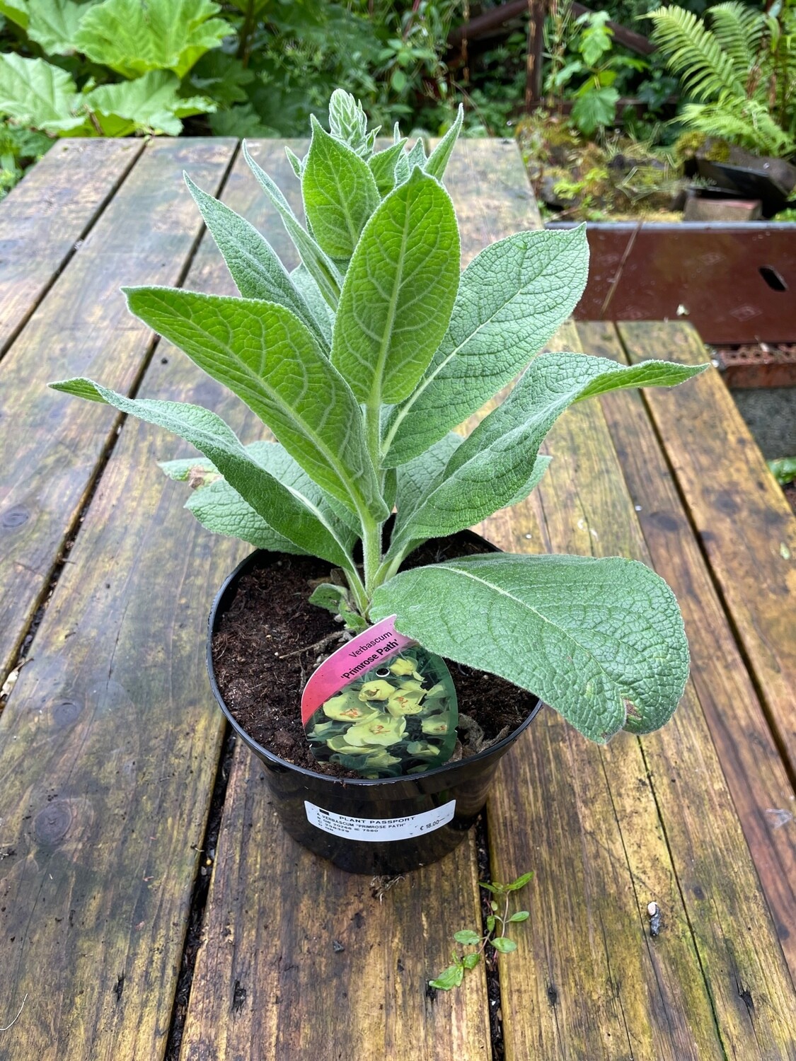 Verbascum &#39;Primrose Path&#39;