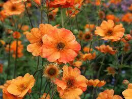 Geum &#39;Totally Tangerine&#39;