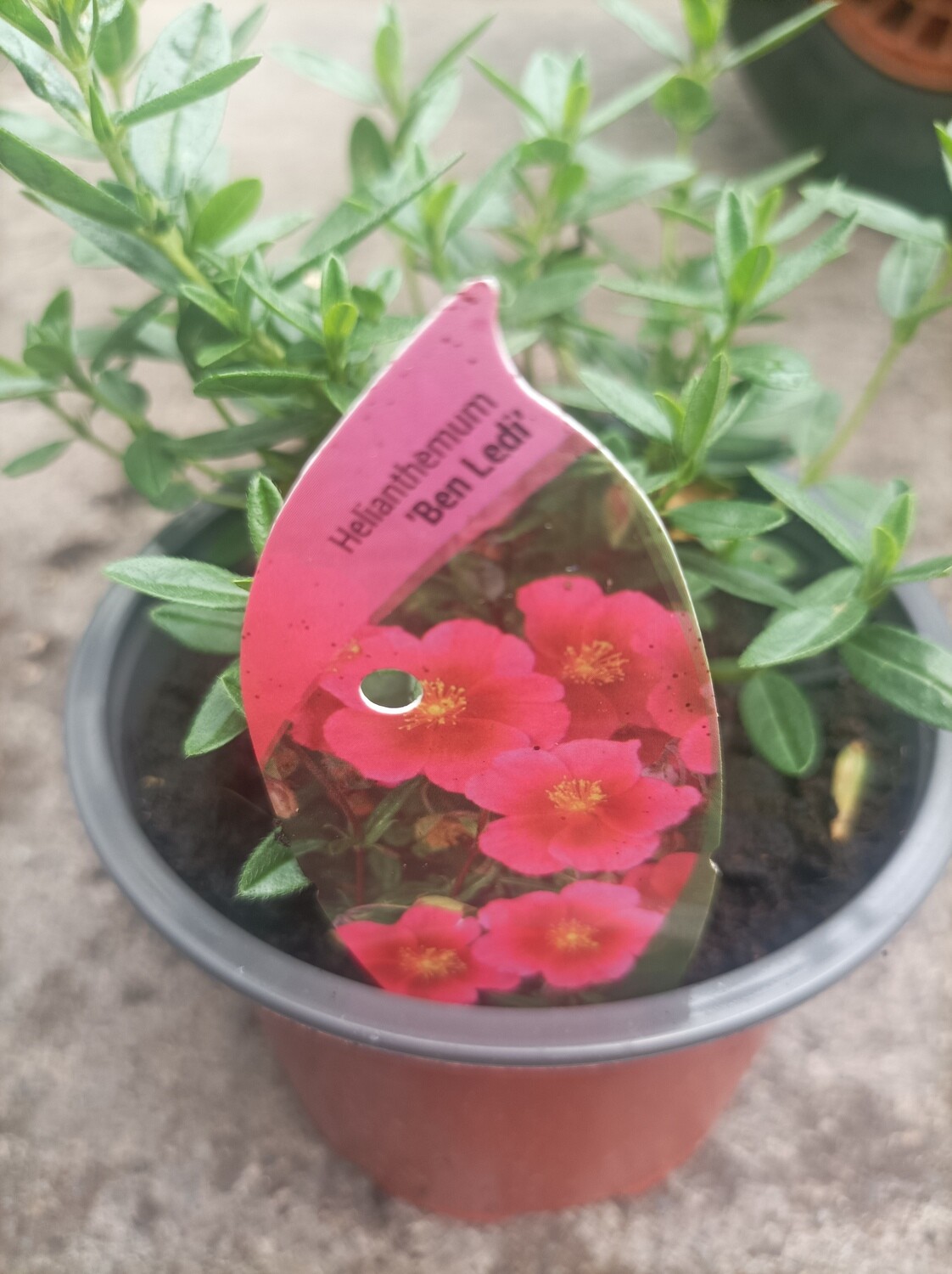 Helianthemum - Rock Rose-  Ben Ledi