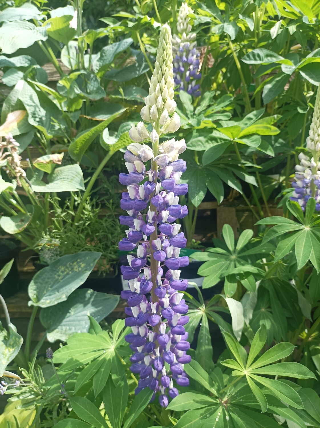 Lupin - Purple - Tower