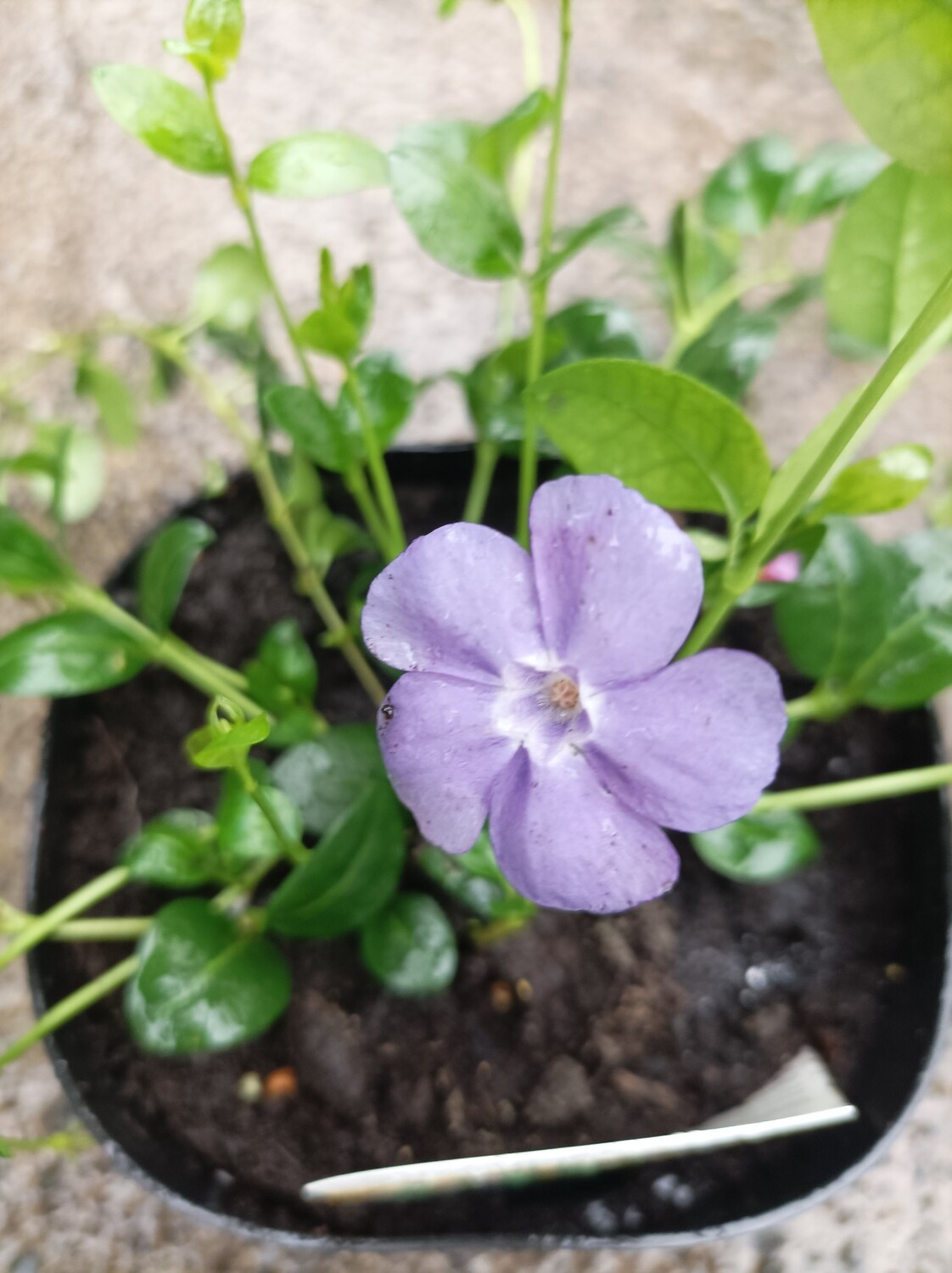 Vinca - minor Bowles Purple Mauve Fast growing carpet plant that flowers for months and remains evergreen. Thrives on neglect Extra Strong Pot Grown