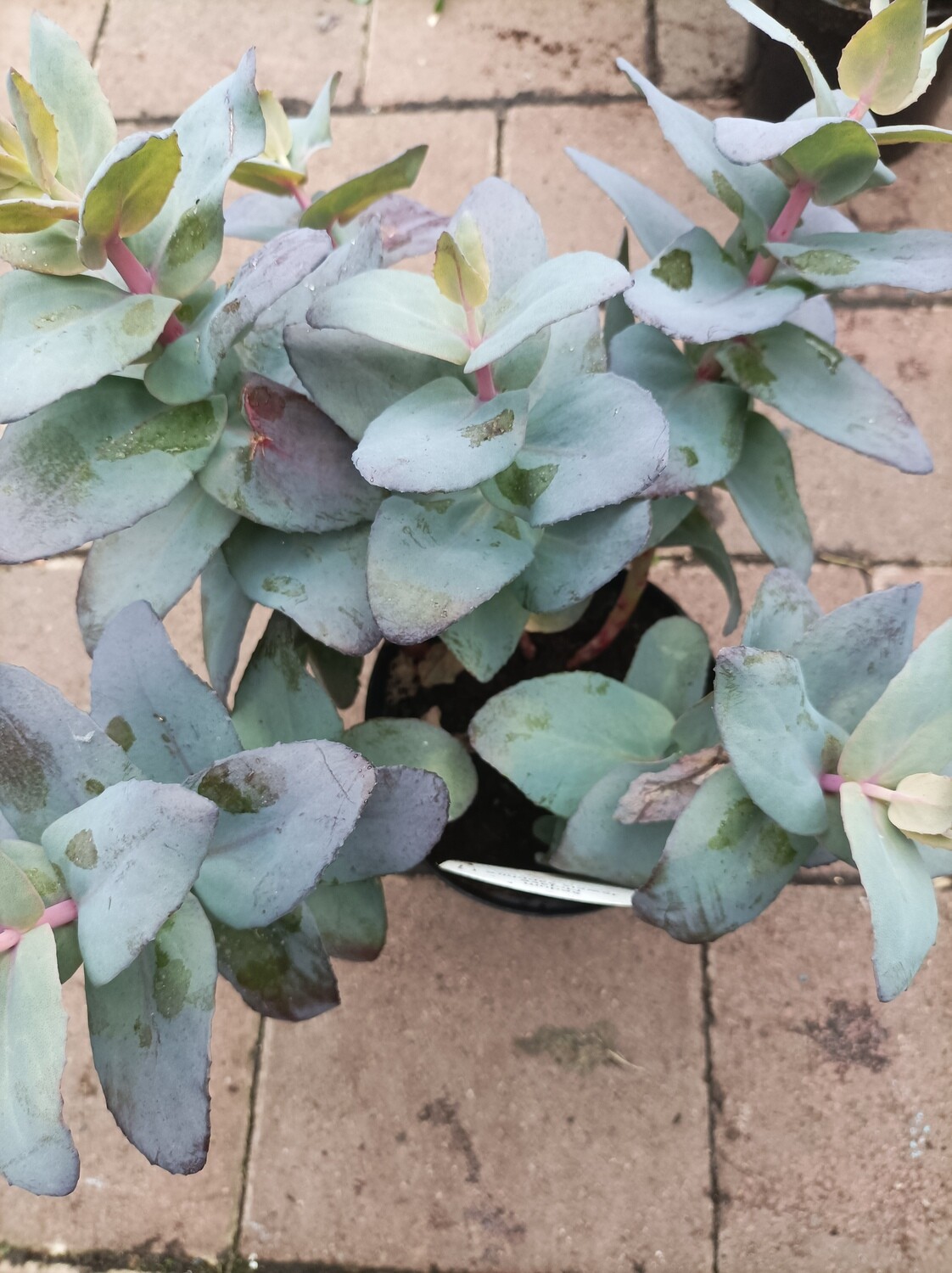 SEDUM - Mojave Jewels Sapphire flowers for months,Loved by bees butterflies and pollinators. Likes a sunny and free draining spot .