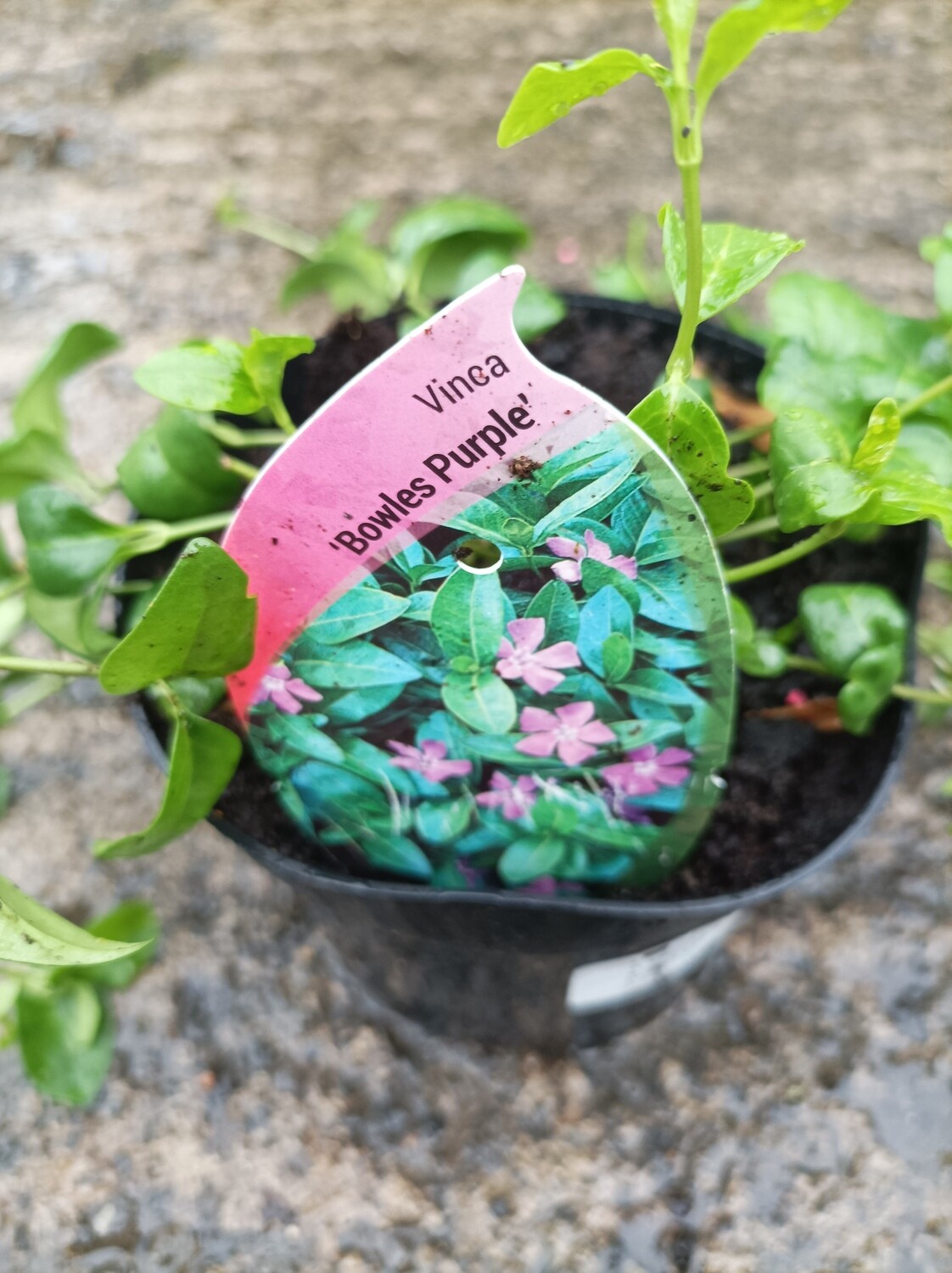 Vinca - Bowles Purple