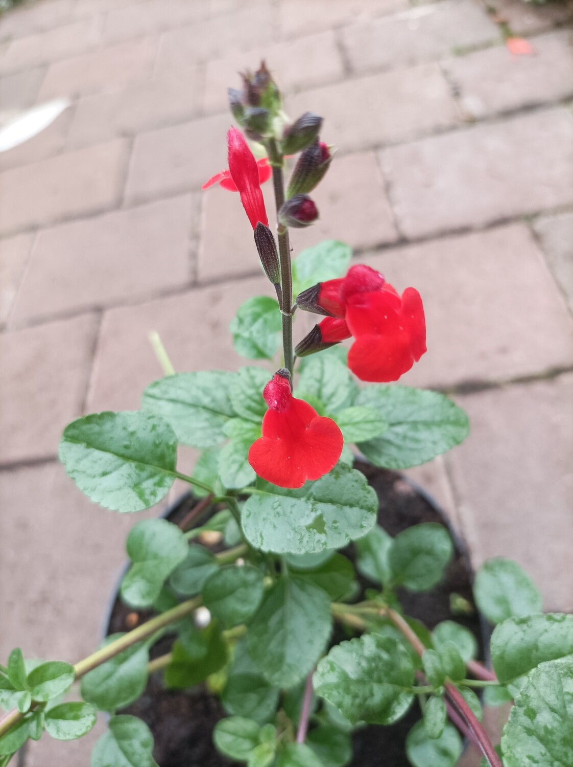 Salvia - Royal Bumble . Red flowers for months..happy In a sunny and free draining spot . Good in pots or beds