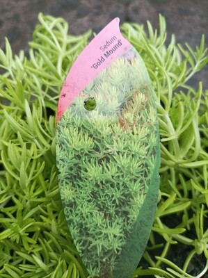 Sedum &#39;Gold Mound&#39;