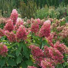 Hydrangea - Pinky Winky