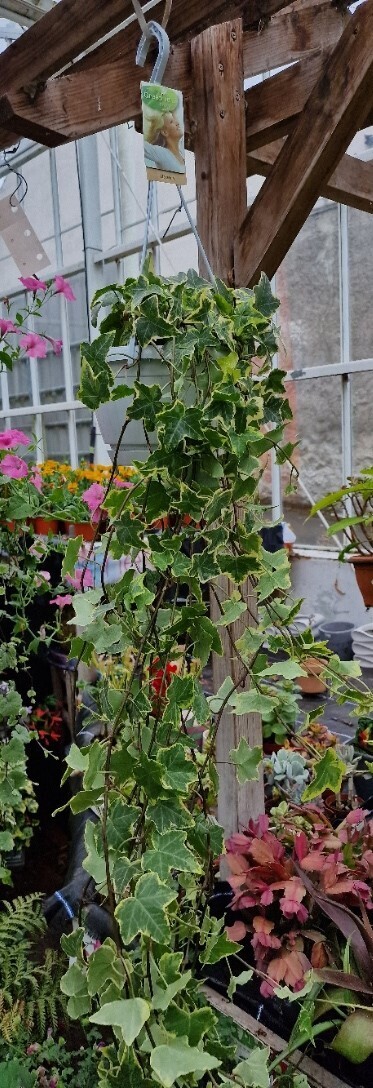 HEDRA- gold child variegated in hanging basket