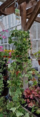 HEDRA- gold child variegated in hanging basket
