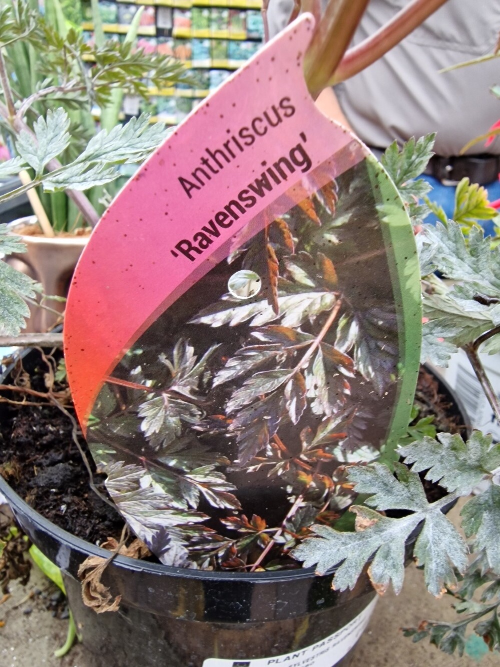 Anthriscus &#39;&#39;RAWENSWING&#39;&#39;