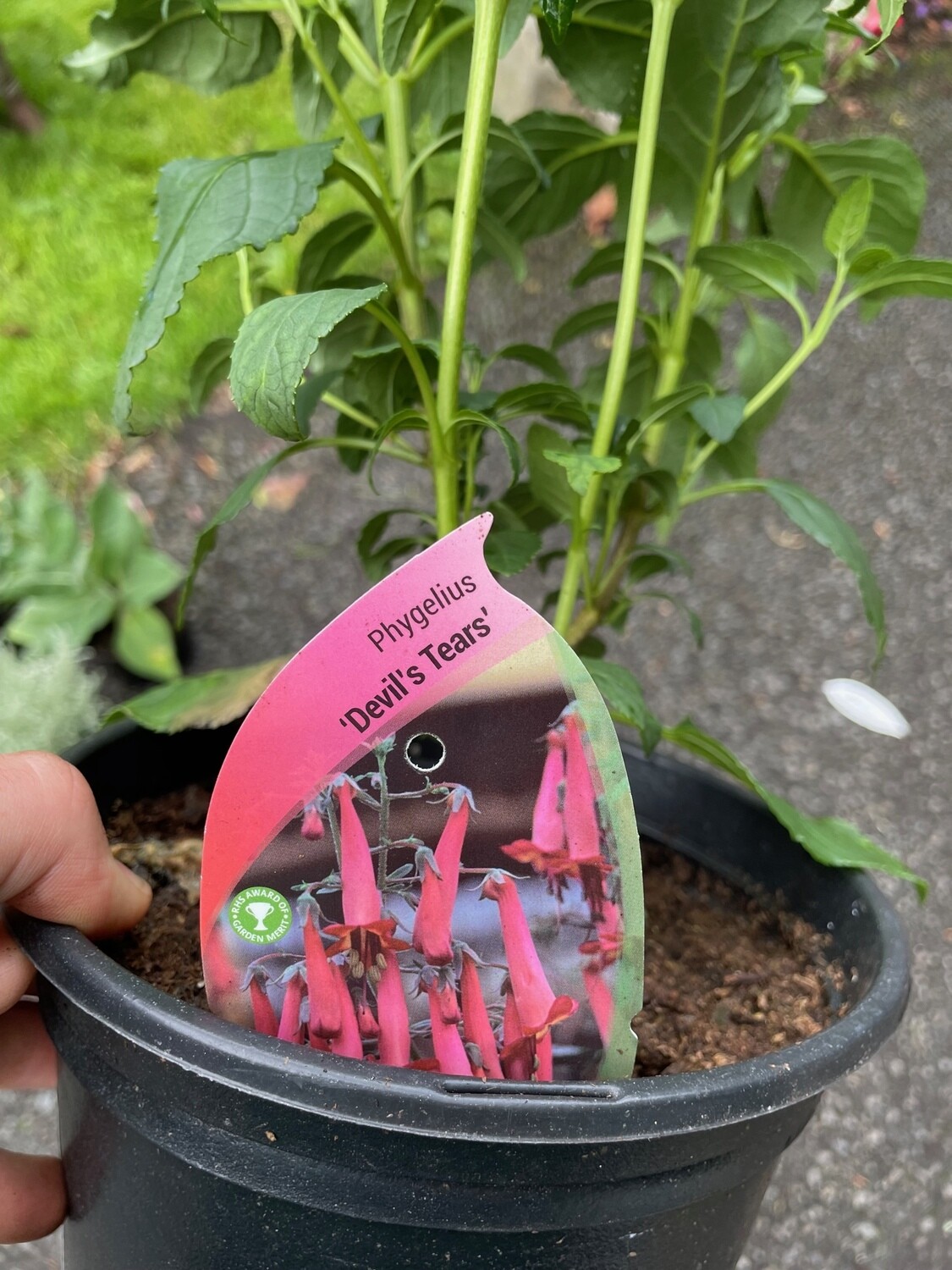 Phygelius &#39;Devil&#39;s Tears&#39;