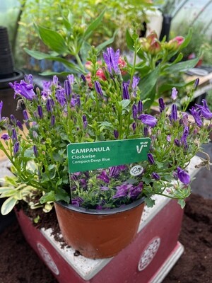 Campanula Clockwise &#39;Deep Blue&#39;