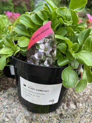 Mouse-eared Gypsophila