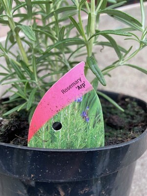 Rosemary &#39;Arp&#39;