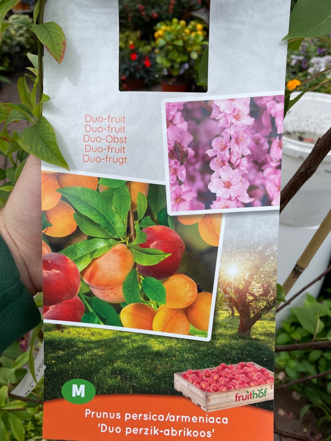 DUO Peach &amp; Apricot