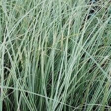 Cortaderia - Pampas &#39;Silver Comet &#39; .