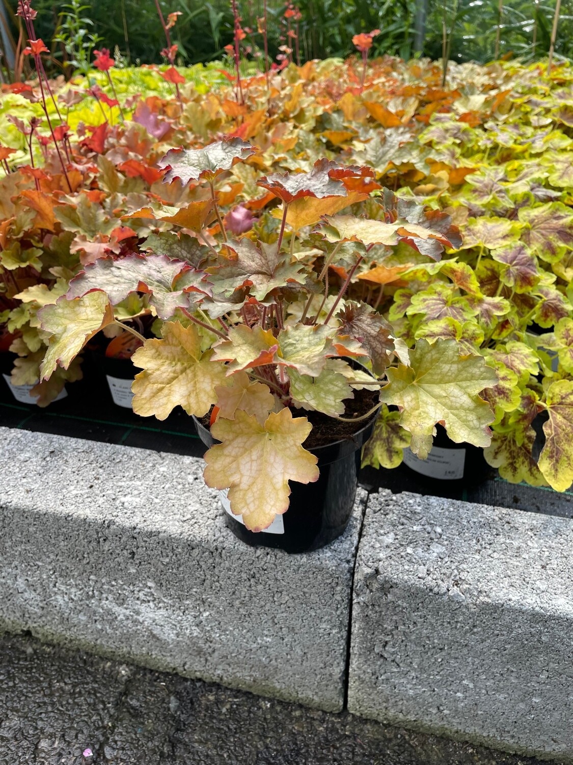 Heuchera &#39;Ginger Ale&#39;