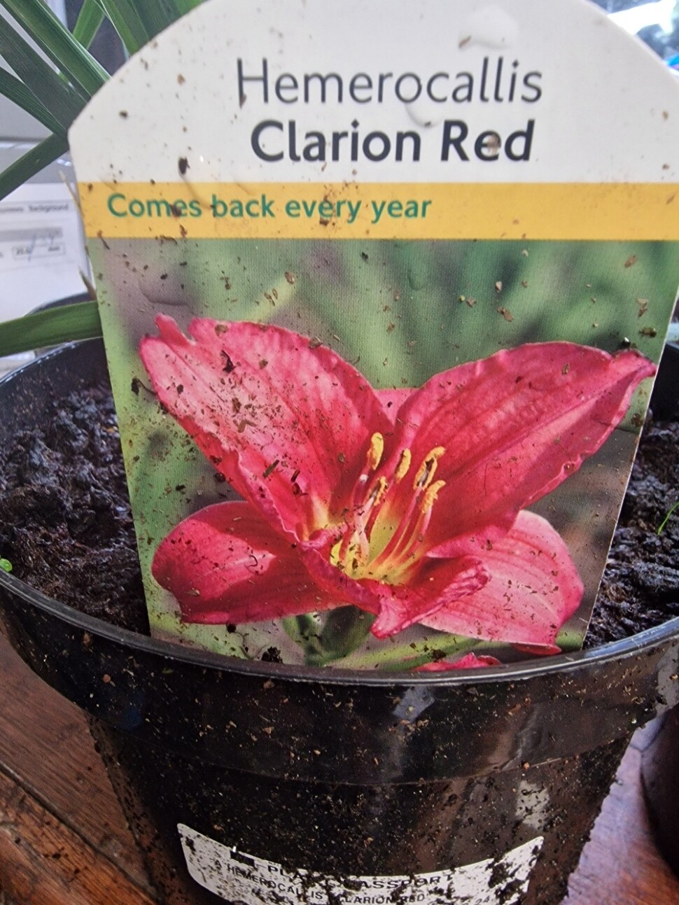 Hemerocallis &#39;Clarion Red&#39;