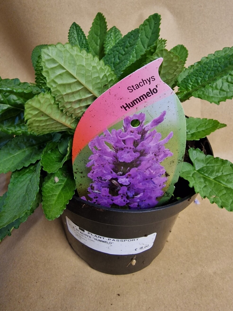 Stachys &#39;Hummelo&#39;