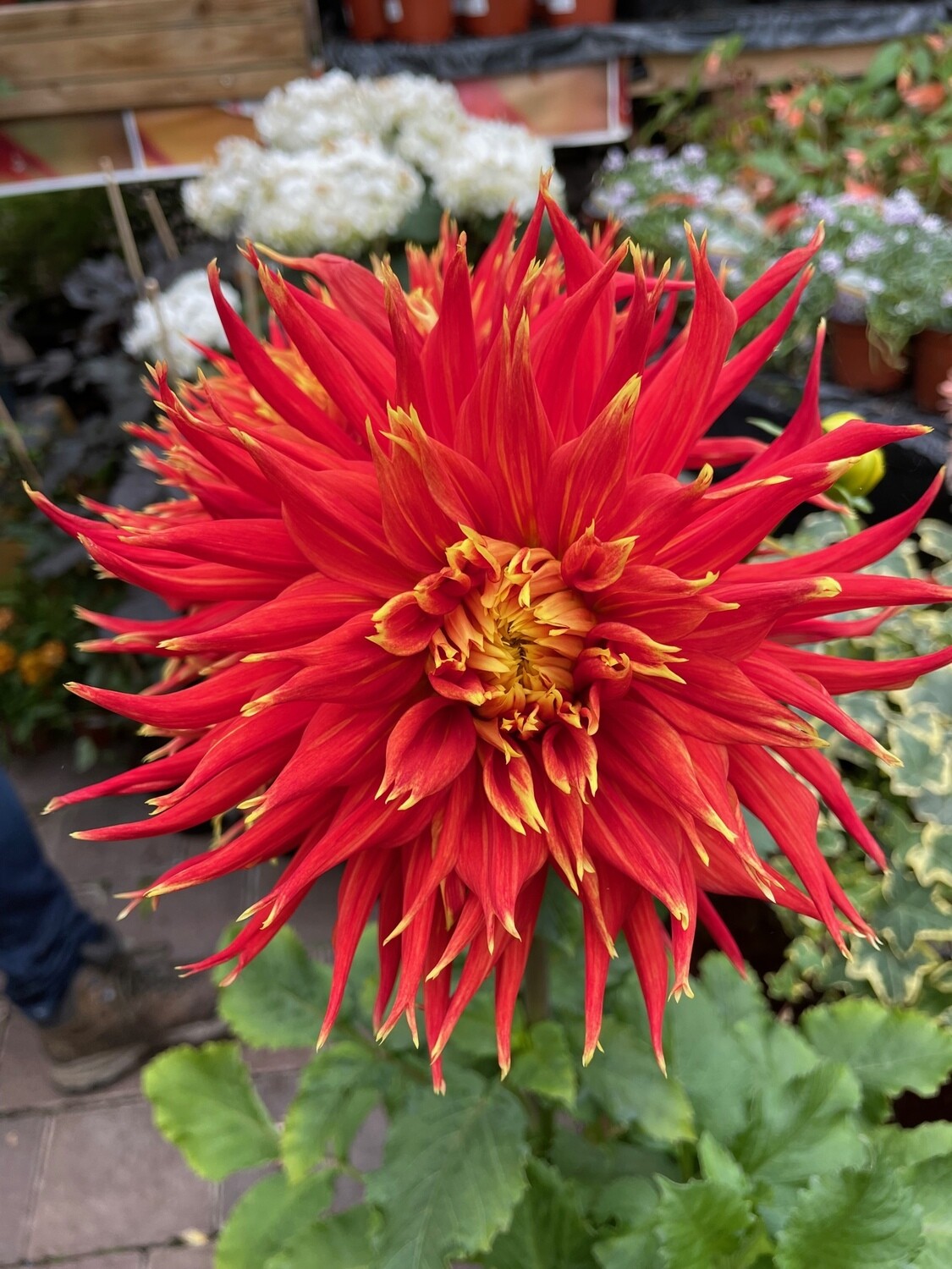 Dahlia 'Mr. Sandman'