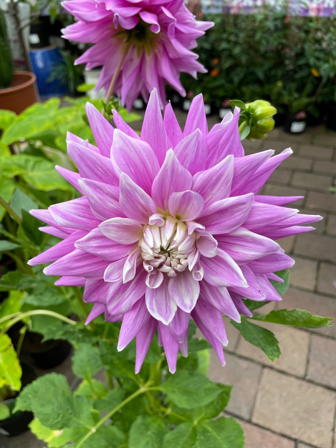 Dahlia &#39;Ferncliff Inspiration&#39;