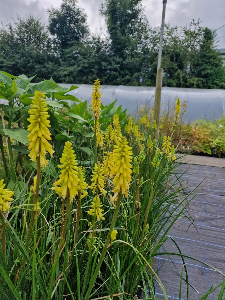 Kniphofia &#39;Lemon Popsicle&#39;