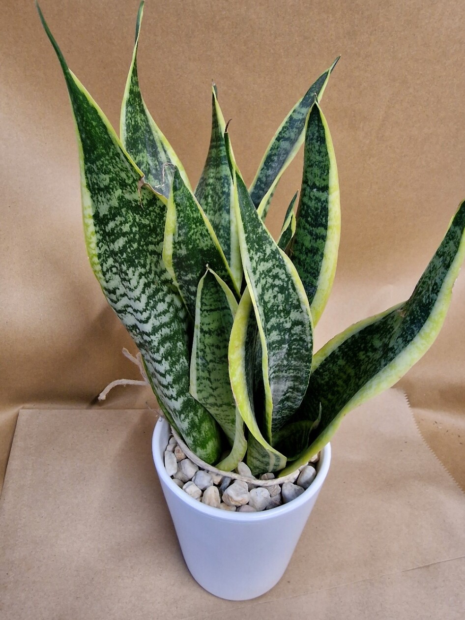 Sanseveria/Sansevieria - Snake Plant 'Golden Edge' in Ceramic Pot