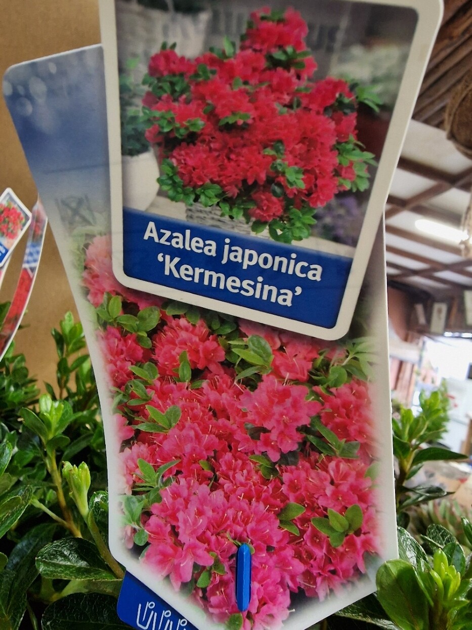 Azalea Japonica &#39;Kermesina&#39; pink