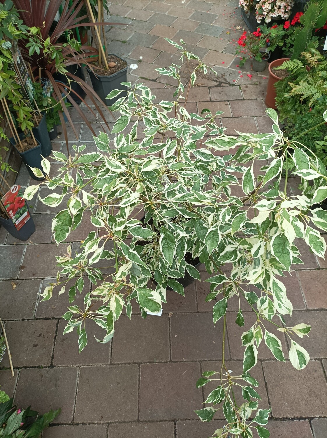 Cornus Contraversa Variegata - Wedding Cake Tree