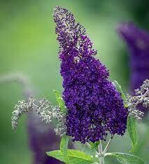 Buddleia Buzz &#39;Indigo&#39;