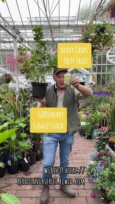 Gooseberry Giggles Gold