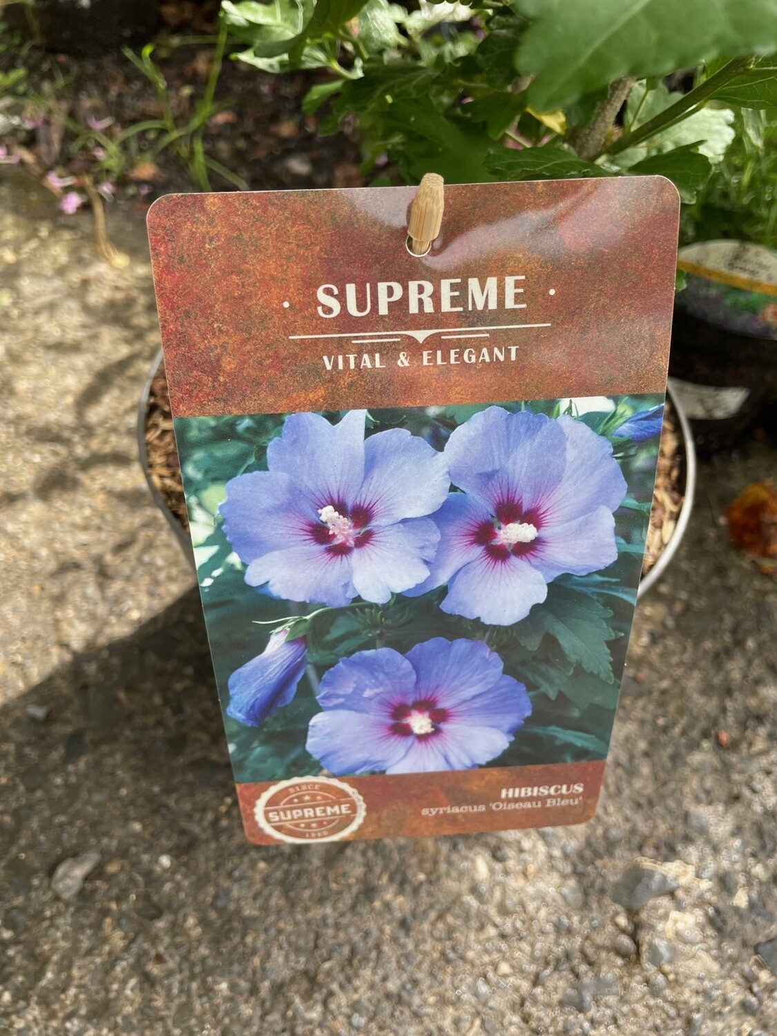 Hibiscus &#39;Blue Bird “Hardy shrub..likes a sunny and free draining spot . Flowers summer and early autumn. Strong Bushy plants