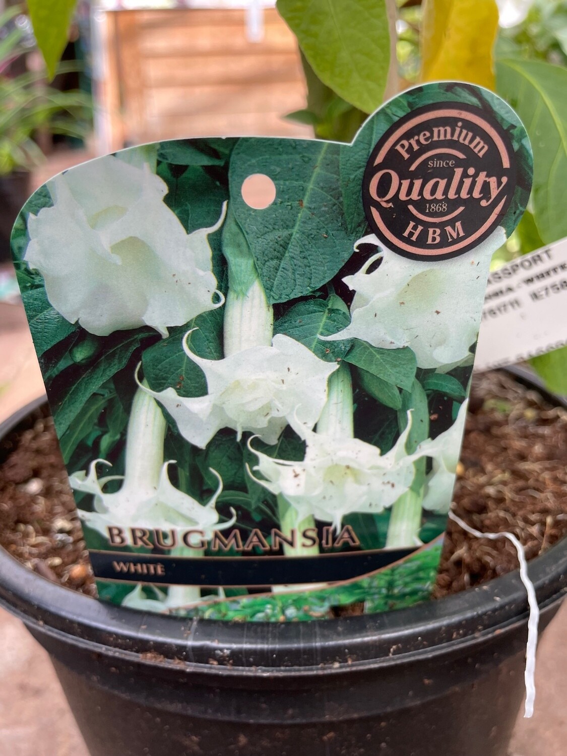 Brugmansia - Angel’s Trumpet ‘White&#39;