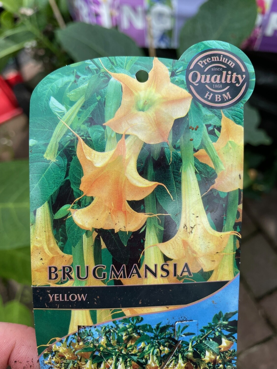 Brugmansia - Angel’s Trumpet ‘Yellow’