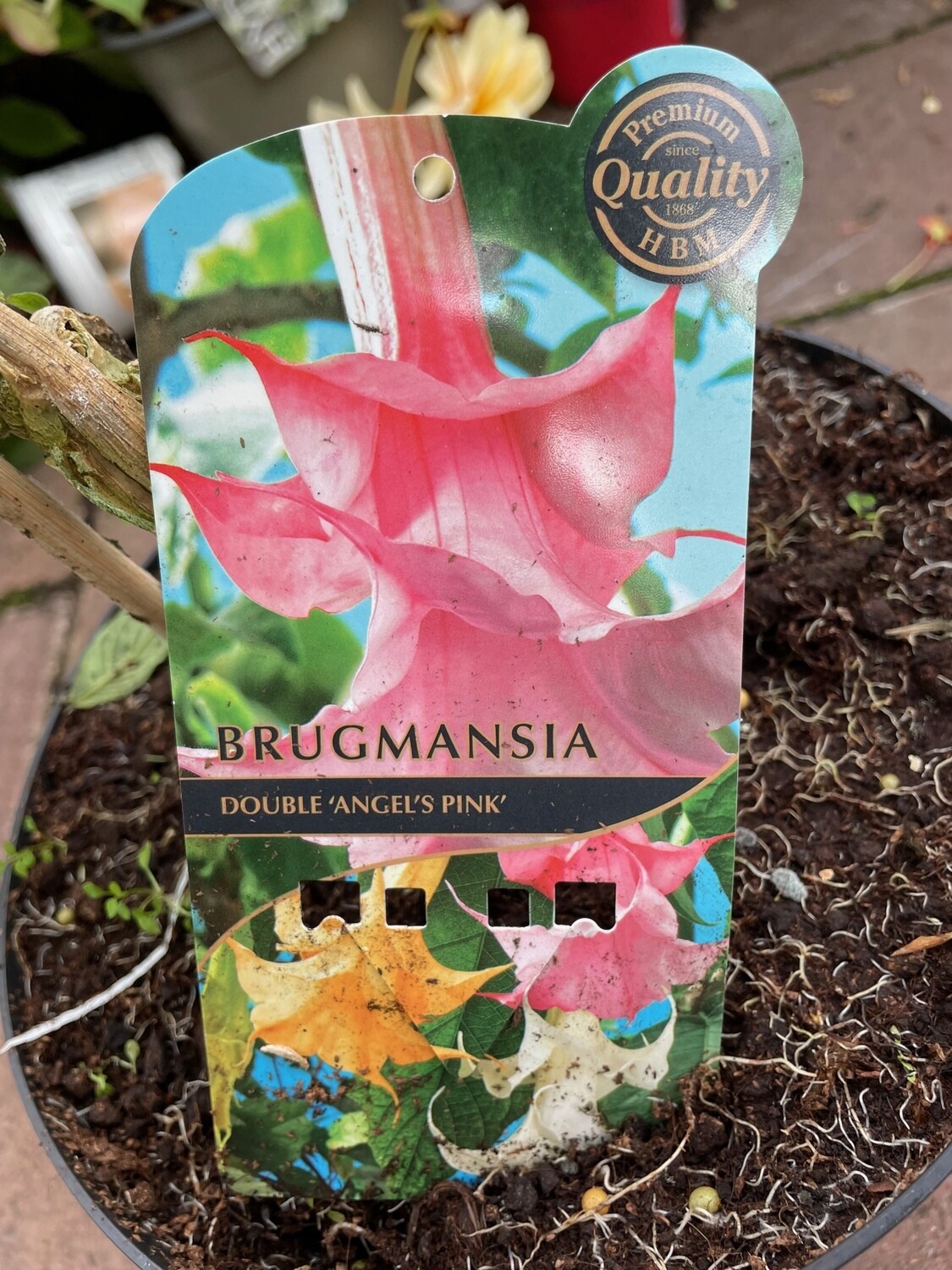 Brugmansia - Angel’s Trumpet ‘Double Angel&#39;s Pink’