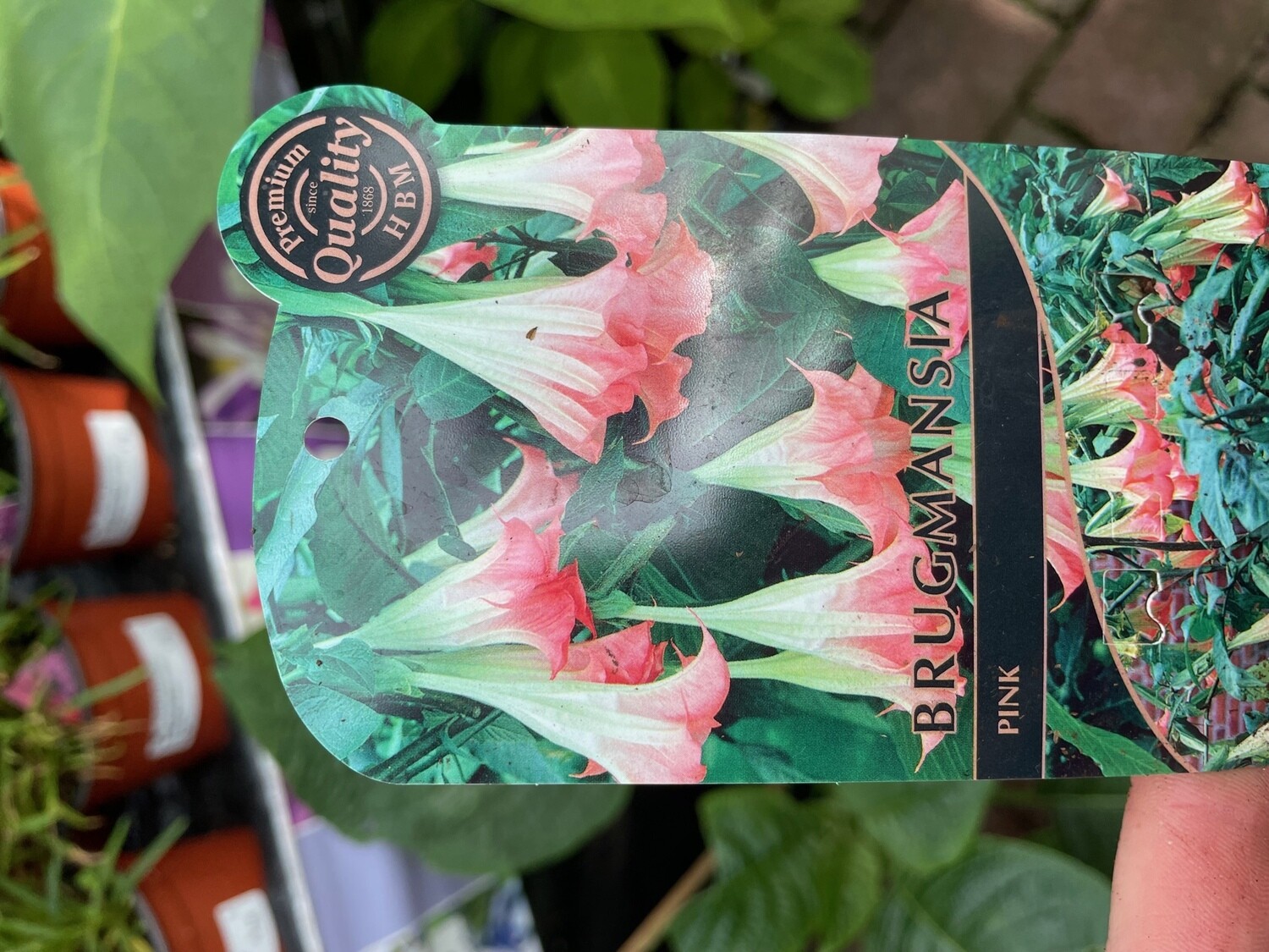 Brugmansia - Angel’s Trumpet ‘Pink’