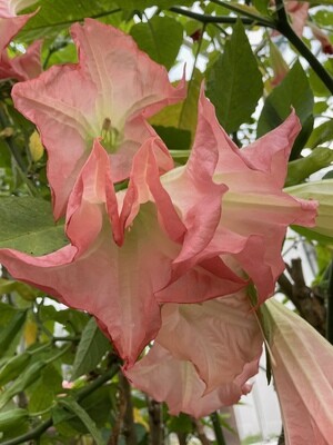 Brugmansia - Angel&#39;s Trumpets