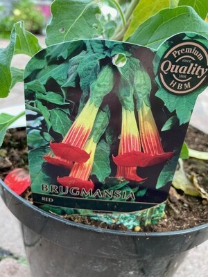 Brugmansia - Angel’s Trumpet ‘Red’