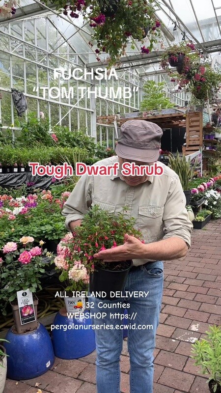 Fuchsia 'Tom Thumb'