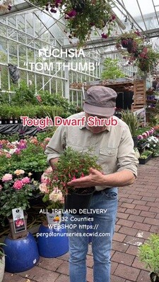 Fuchsia 'Tom Thumb'