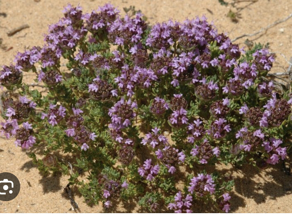 Camphor Thyme…Compact bushy ,fragrant Thyme …scented foliage and months of pink flowers  Strong bushy plants