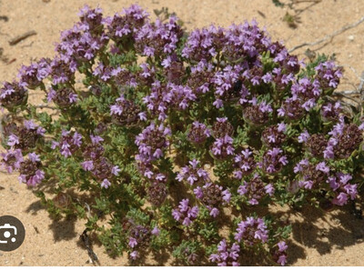 Camphor Thyme…Compact bushy ,fragrant Thyme …scented foliage and months of pink flowers  Strong bushy plants