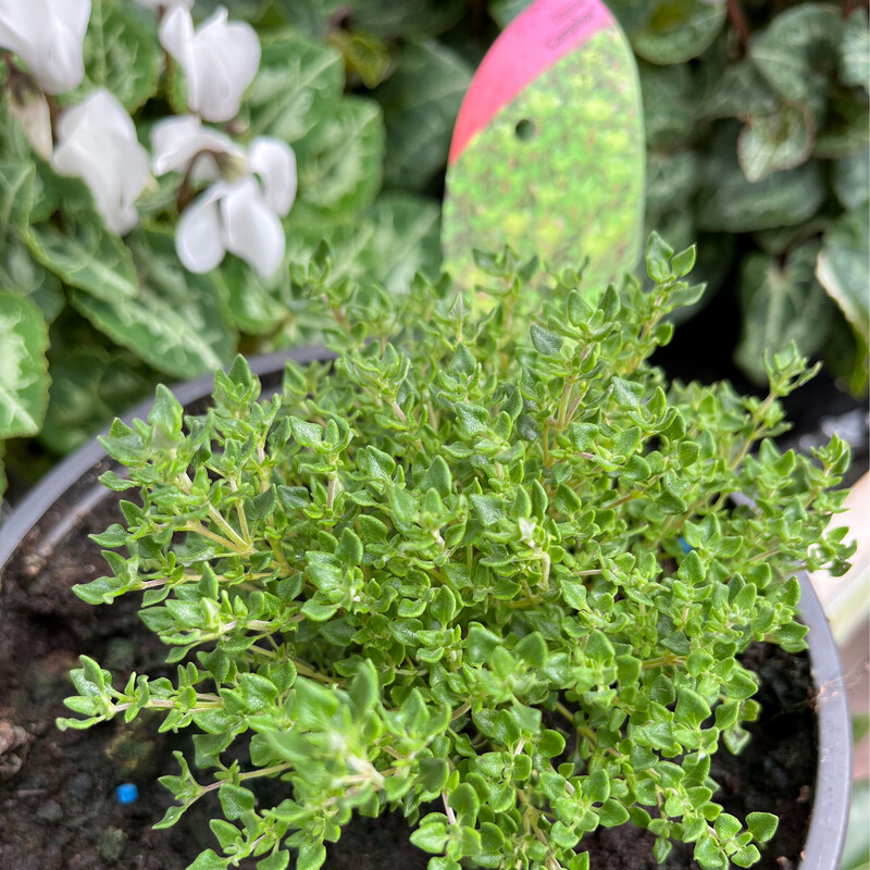 Camphor Thyme…Compact bushy ,fragrant Thyme …scented foliage and months of pink flowers  Strong bushy plants