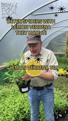 LEMON VERBENA .Spiders hate its strong fragrance . Deter houseflies whiteflies,greenfly and blackly . Grow in a pot and leave outdoors or indoors where needed . Enjoy lemon verbena tea