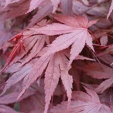 Acer Palmatum Atropurpureum Purple Leaf Japanese Maple (LARGE)